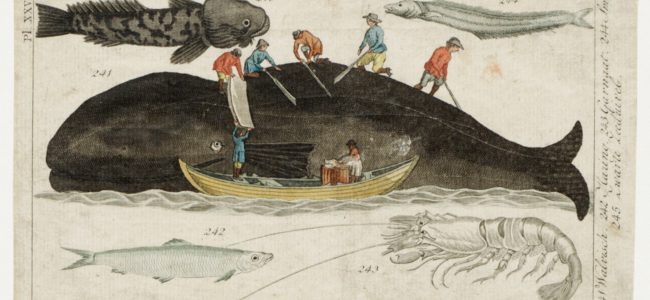 Afspekken van een walvis