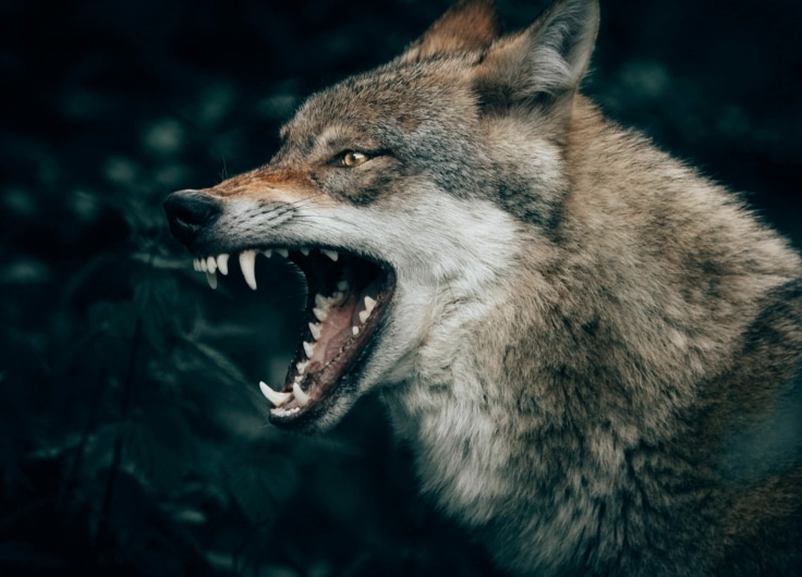 1 Wolf c Unsplash