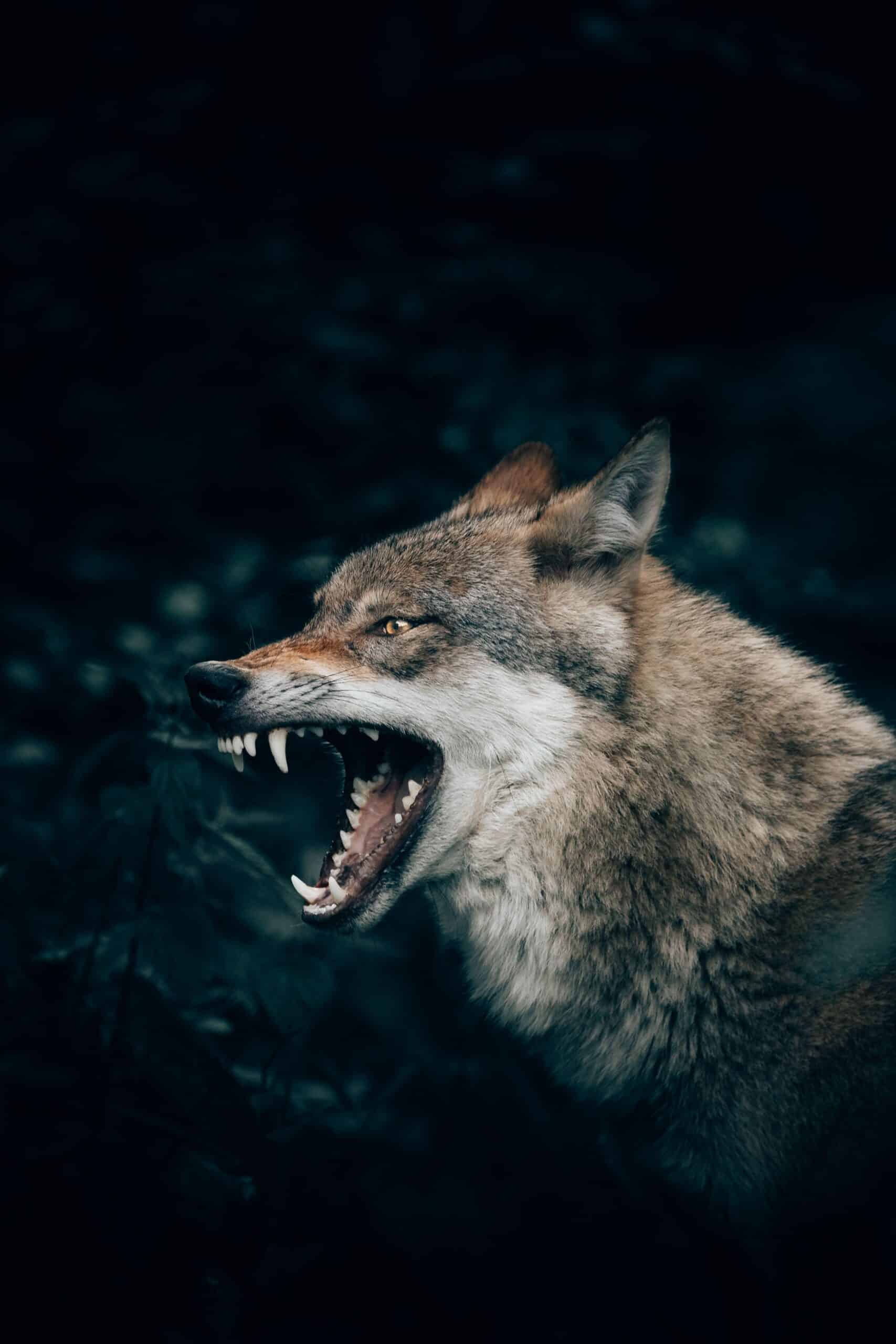 1 Wolf c Unsplash