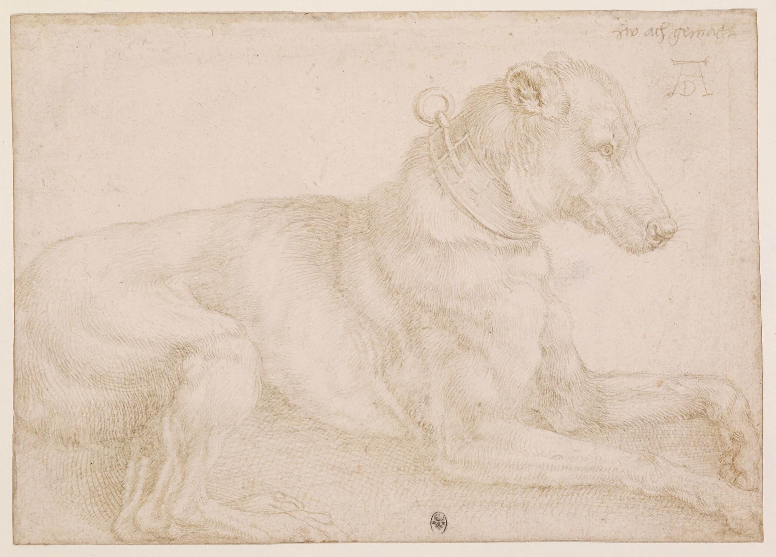 5 Dürer Liggende hond