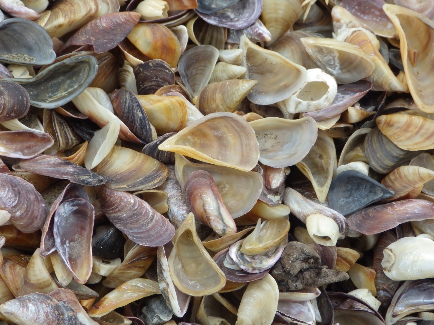 At the beach Dreissena elata one of the commonest species in the Caspian that likely