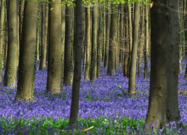 Hallerbos De Stercke