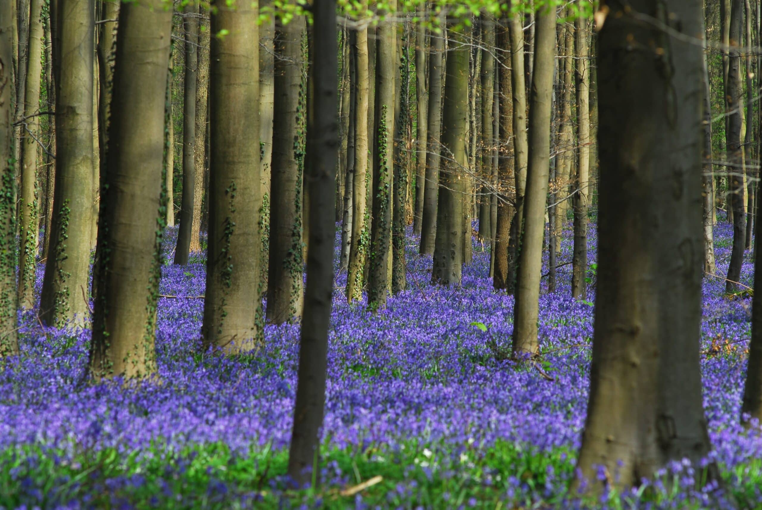 Hallerbos De Stercke