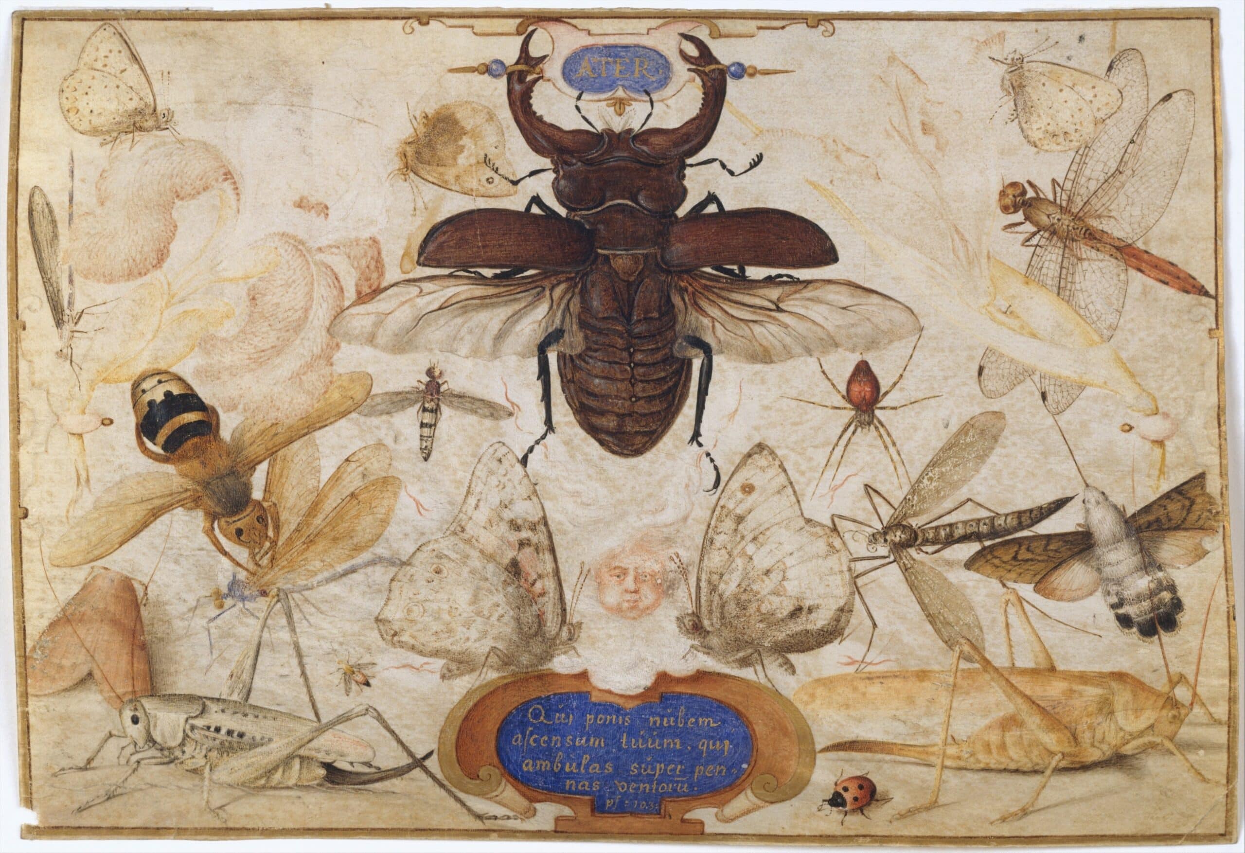 Insects and the Head of a Wind God The Metropolitan Museum of Art