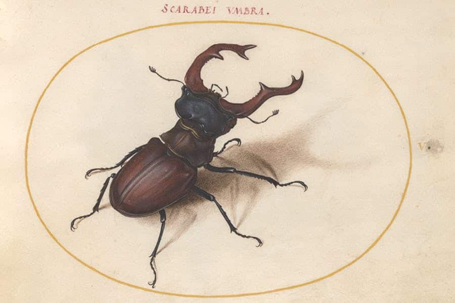 Lead Image beetle