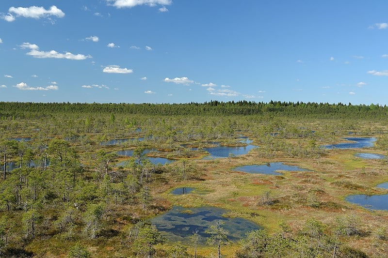 Männikjärve raba01