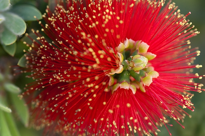 Pohutukawa-summer-bloom