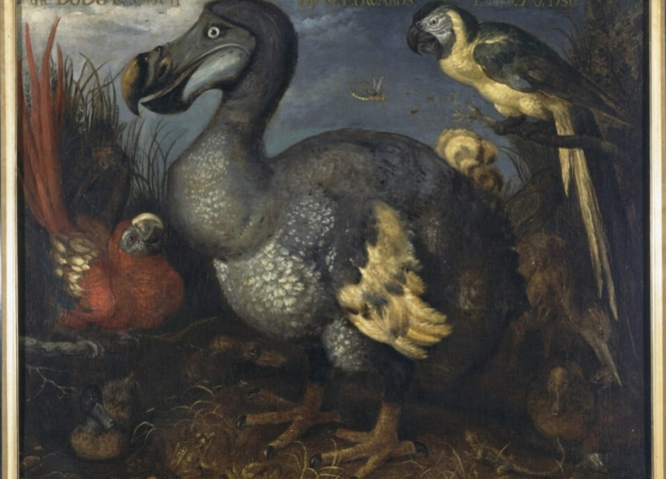 Savery Een dodo met enkele andere vogels c 1630 Natural History Museum Londen