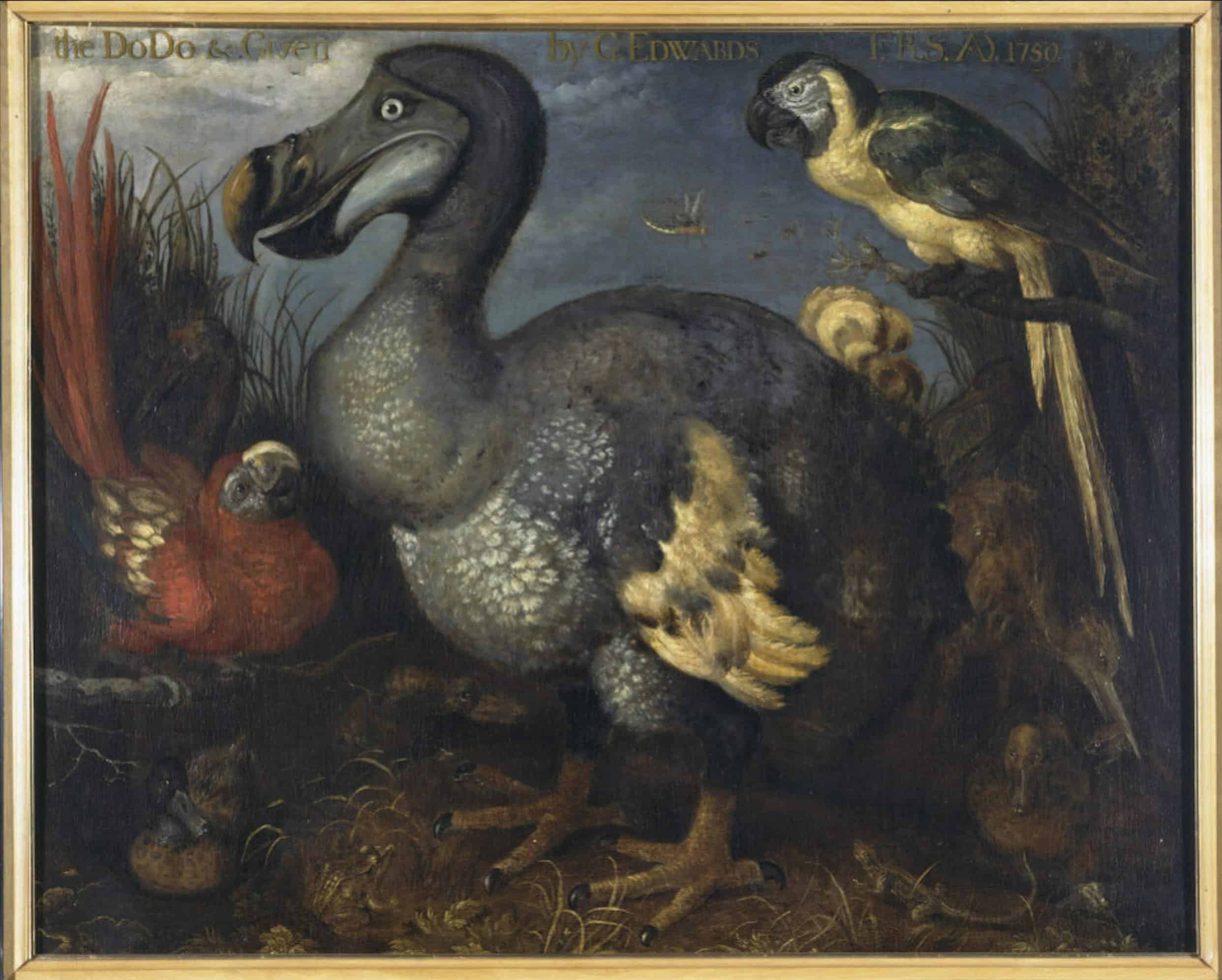 Savery Een dodo met enkele andere vogels c 1630 Natural History Museum Londen