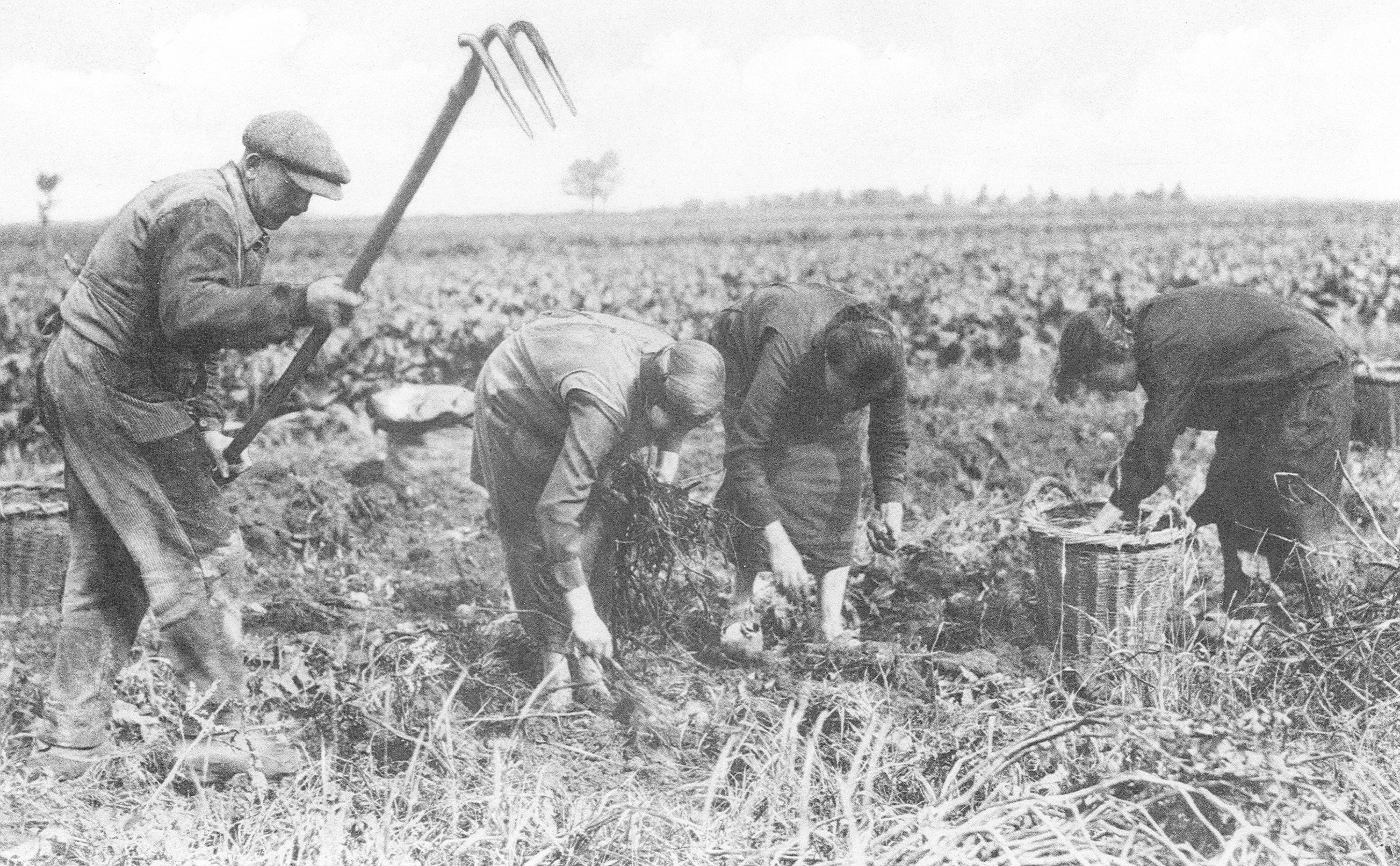 Aardappelen rooien 1939