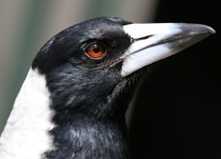 Closeupmagpie