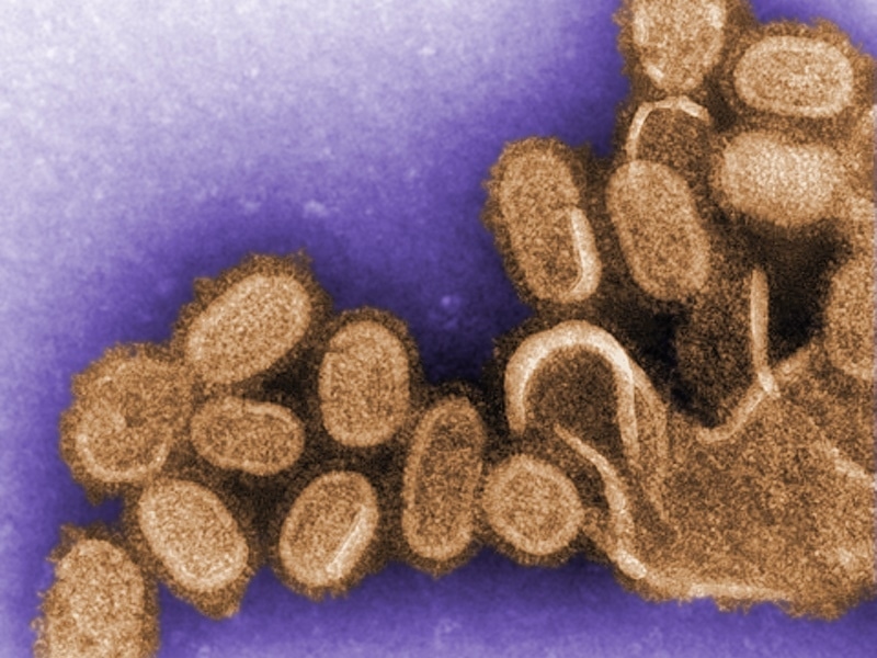 Griepvirus