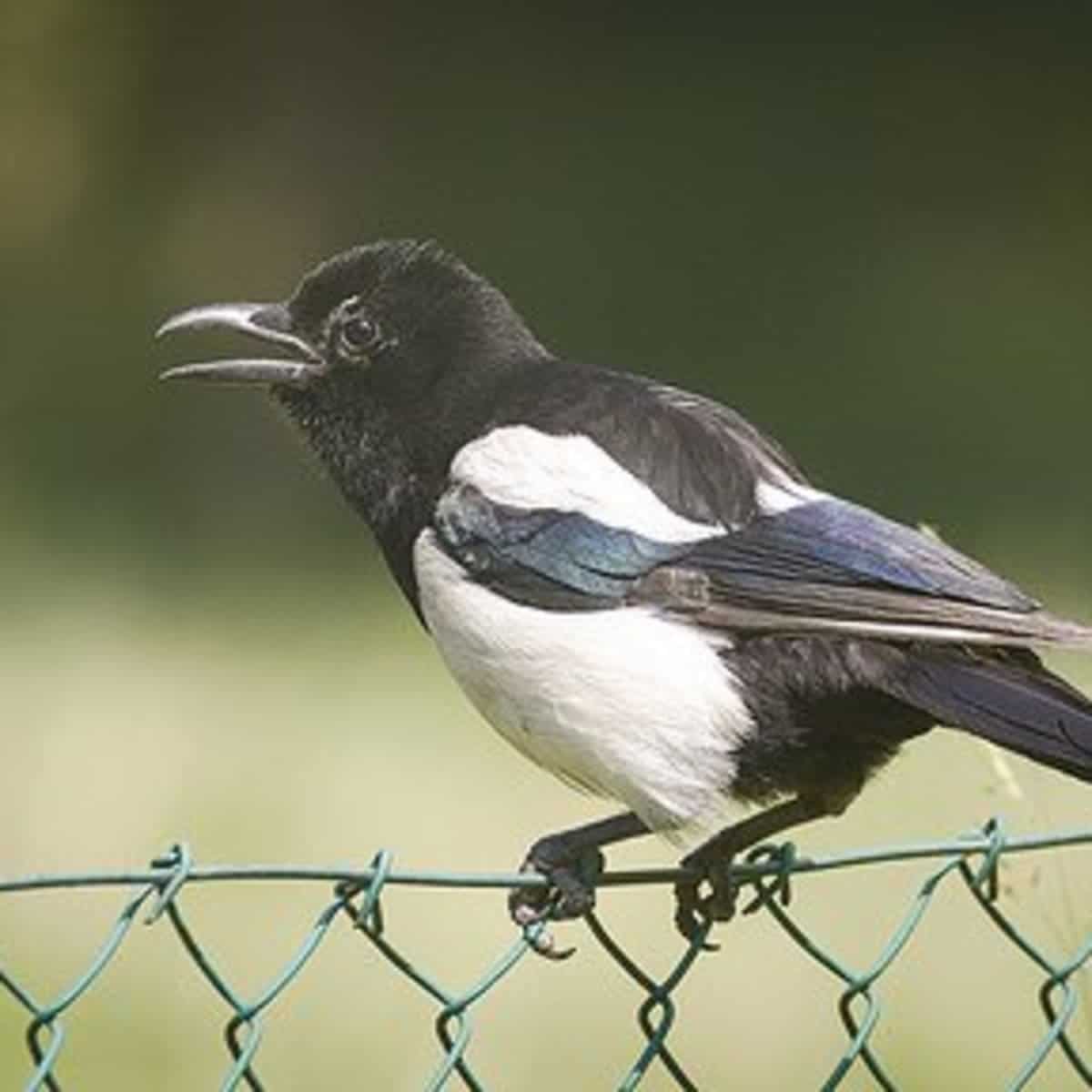 The folklore of magpies